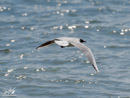 Black-headed Gull – Mewa Śmieszka